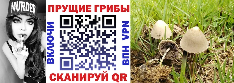 Псилоцибиновые грибы GOLDEN TEACHER  дарнет шоп  Моршанск 
